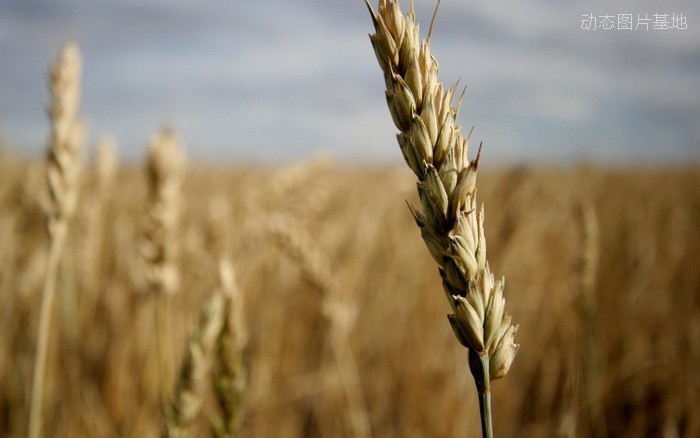 图片描述：麦穗，麦田，小麦,尺寸：1920X1200px 