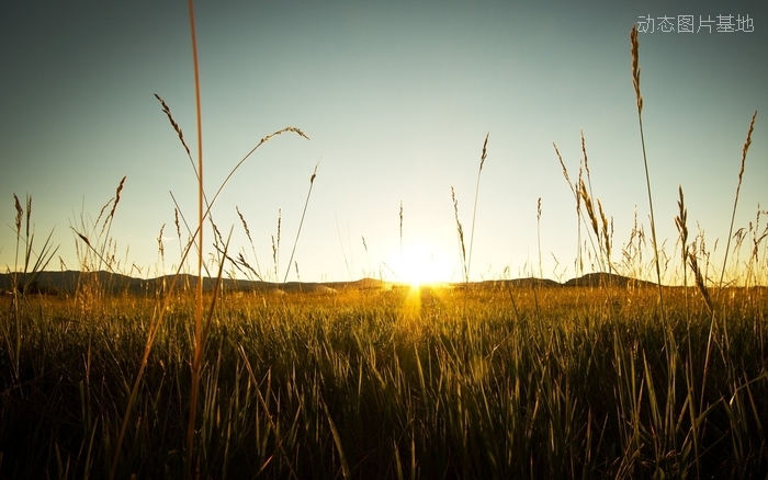 图片描述：落日，夕阳，麦田，小麦,尺寸：1920X1200px 