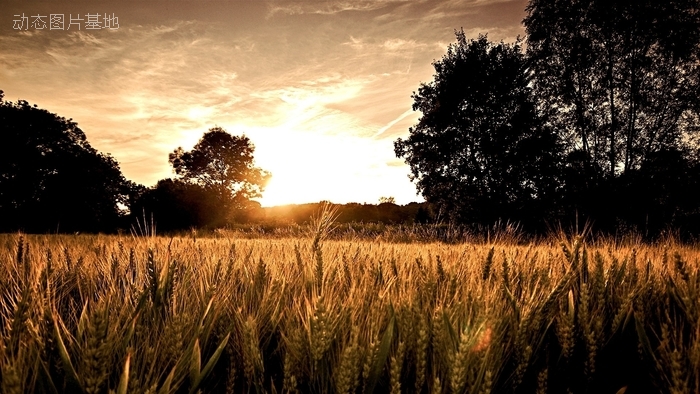 图片描述：落日，夕阳，麦田，小麦,尺寸：1920X1080px 