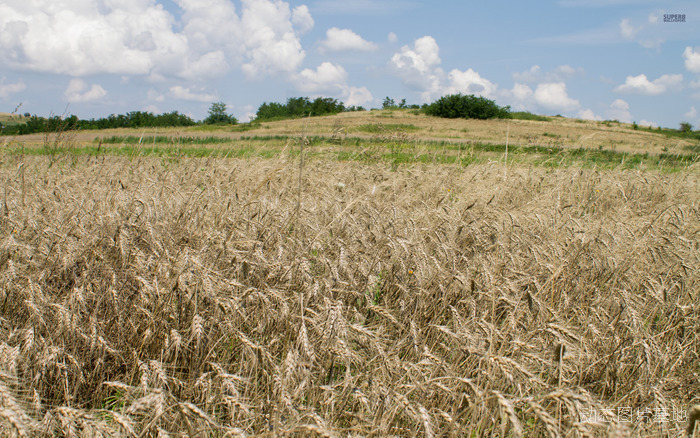 图片描述：麦田，小麦,尺寸：1920X1200px 