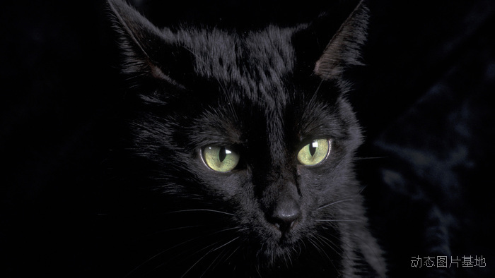 图片描述：眼睛，黑色猫,尺寸：2560X1440px 