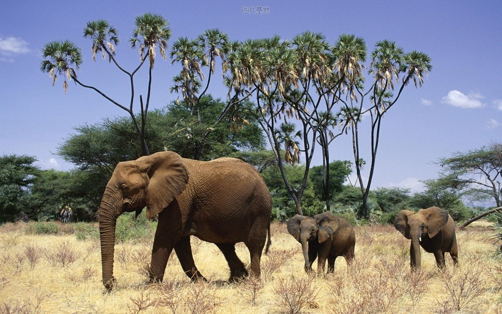 图片描述：大象,尺寸：1920X1200px 