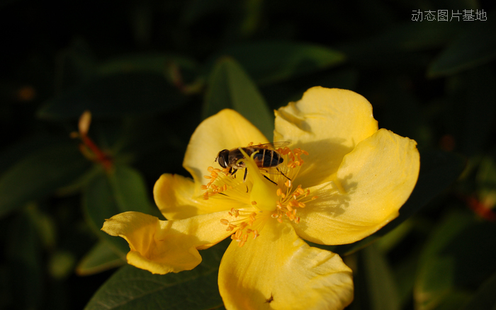 图片描述：蜜蜂,尺寸：1680X1050px 