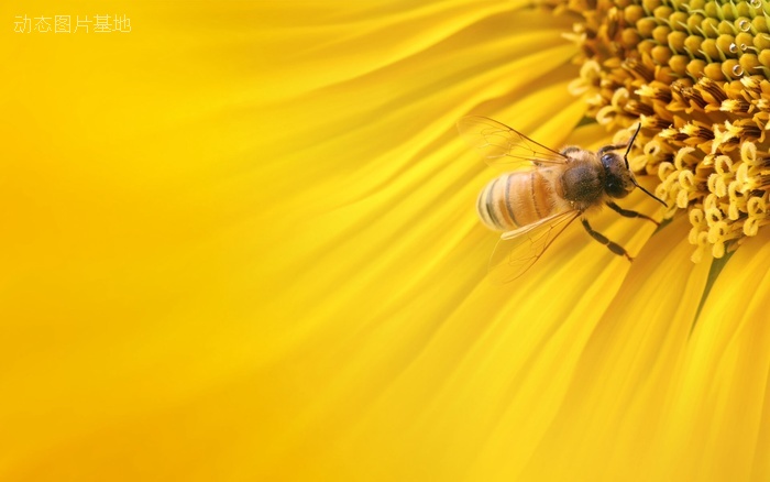 图片描述：蜜蜂,尺寸：1920X1200px 
