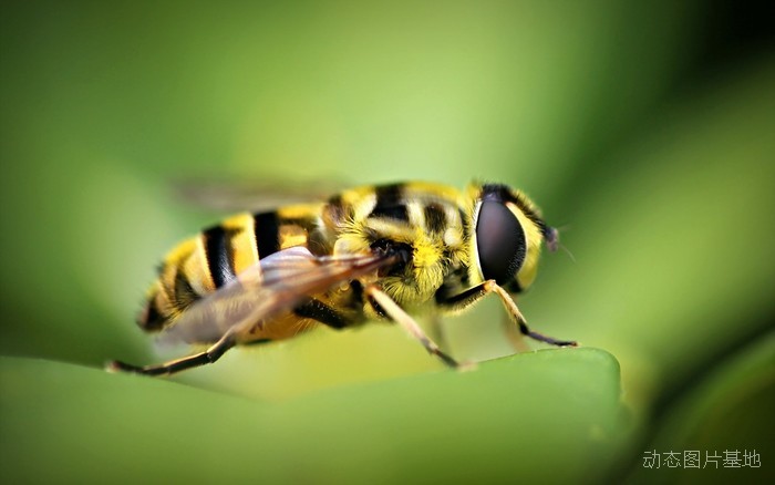 图片描述：蜜蜂,尺寸：2560X1600px 