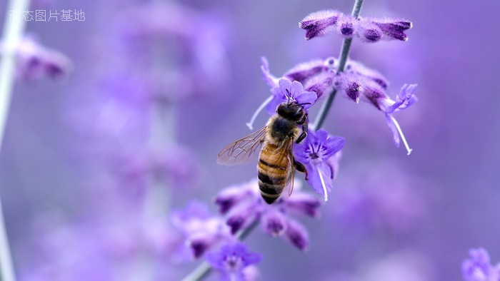 图片描述：蜜蜂,尺寸：2560X1440px 