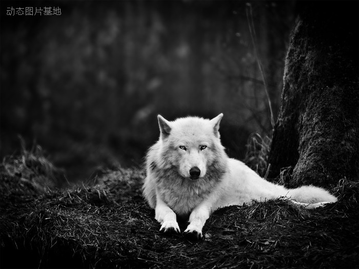 图片描述：动物狼,尺寸：1920X1440px 