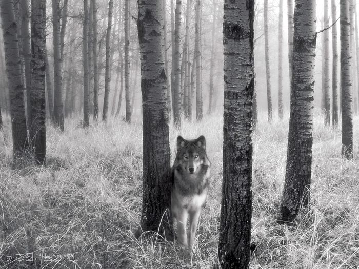 图片描述：动物狼,尺寸：1600X1200px 
