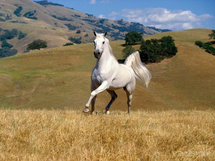 图片描述：马，骏马，奔马，跑马，白马,尺寸：1600X1200px 