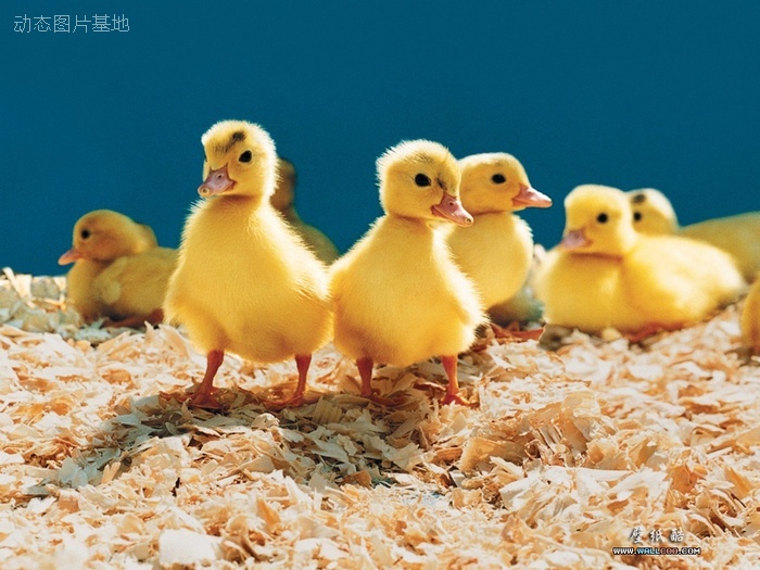 图片描述：鸭子，小黄鸭,尺寸：1024X768px 
