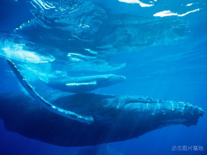 图片描述：鲸鱼，座头鲸,尺寸：1600X1200px 