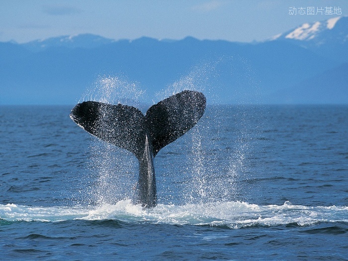 图片描述：鲸鱼，座头鲸,尺寸：1024X768px 