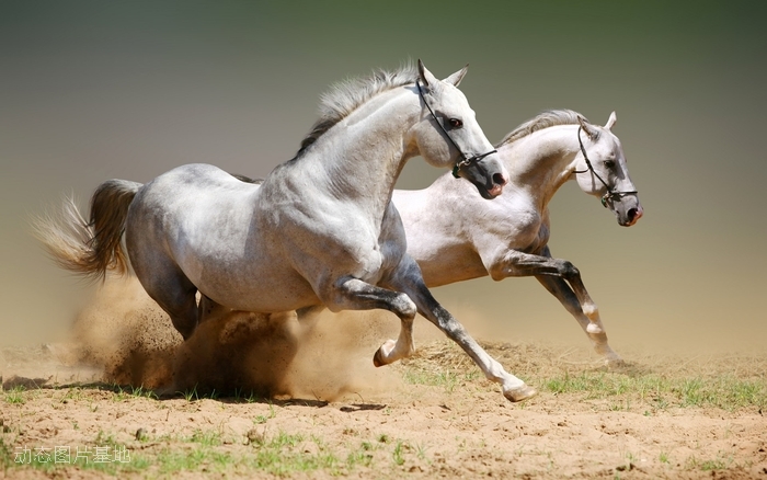 图片描述：马，骏马，奔马，跑马，白马,尺寸：1920X1200px 
