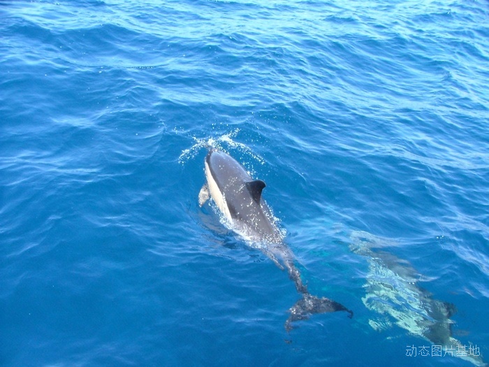 图片描述：海豚,尺寸：1920X1440px 