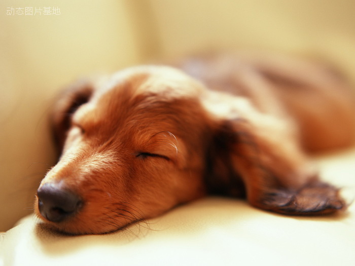 图片描述：狗狗，睡觉，狗狗睡觉,尺寸：1600X1200px 