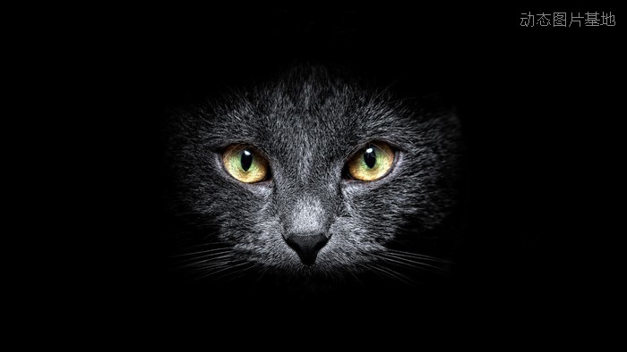图片描述：黑色猫,尺寸：1920X1080px 