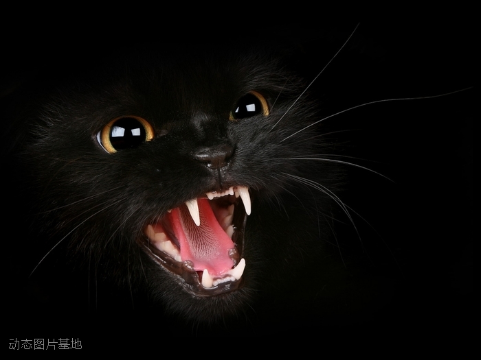 图片描述：黑色猫,尺寸：1024X768px 