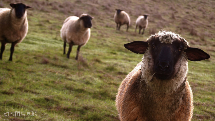 图片描述：羊，羊群，羊子,尺寸：1920X1080px 