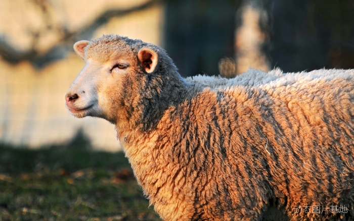 图片描述：羊，羊群，羊子,尺寸：1920X1200px 