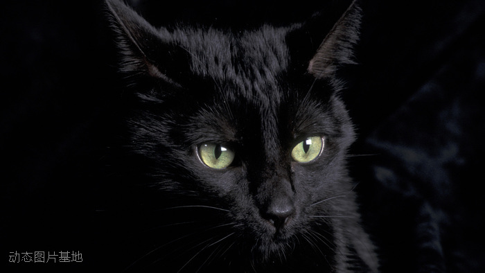图片描述：眼睛，黑色猫,尺寸：1920X1080px 