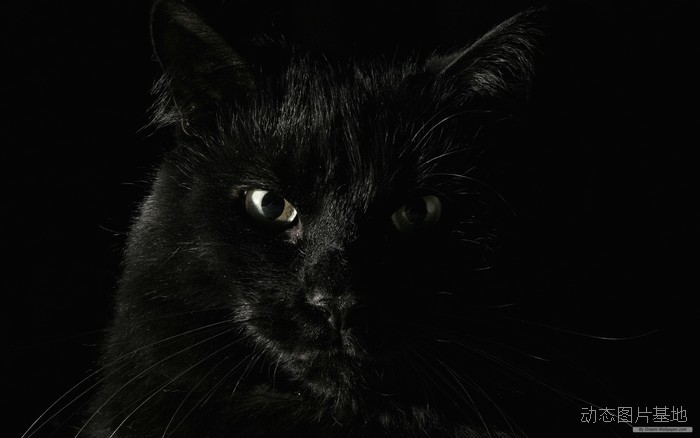 图片描述：黑色猫,尺寸：1920X1200px 