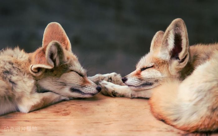 图片描述：狐狸，动物，睡觉,尺寸：1920X1200px 