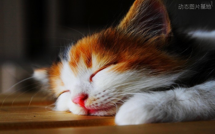 图片描述：睡觉，猫猫睡觉,尺寸：2880X1800px 