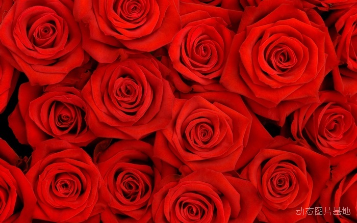 图片描述：玫瑰花，玫瑰，红玫瑰，LOVE，爱情，情人节,尺寸：2560X1600px 