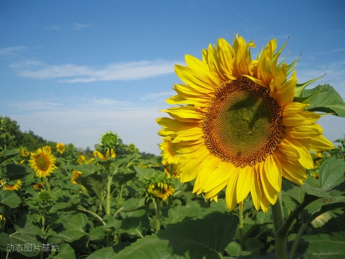 图片描述：太阳花,尺寸：1600X1200px 