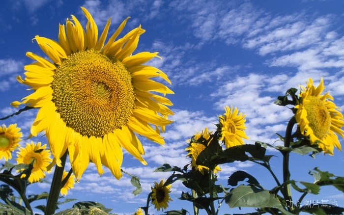 图片描述：太阳花,尺寸：1920X1200px 