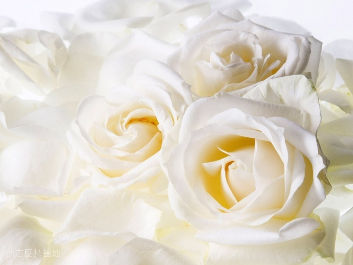 图片描述：玫瑰花，玫瑰，白玫瑰,尺寸：1280X960px 