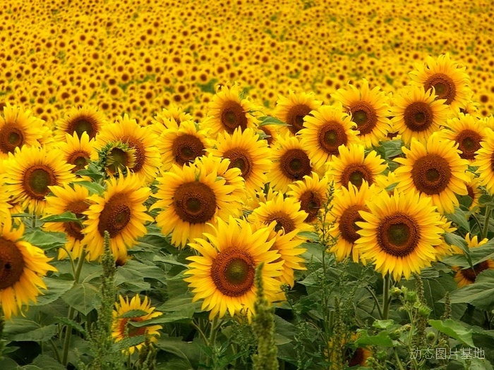 图片描述：太阳花,尺寸：1280X960px 