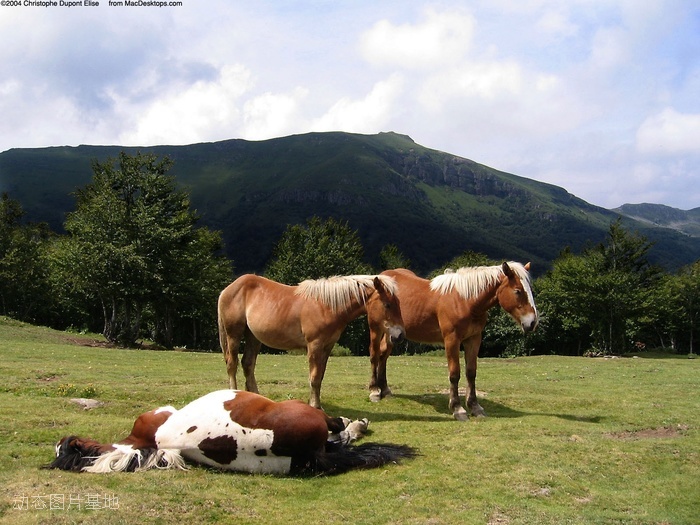 图片描述：马，骏马，睡觉,尺寸：1600X1200px 