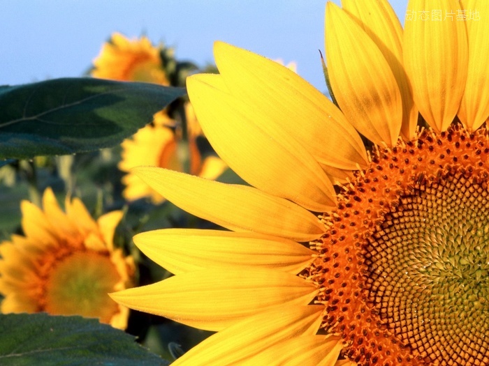 图片描述：太阳花,尺寸：1600X1200px 