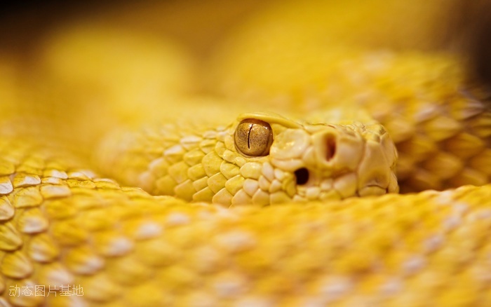 图片描述：毒蛇，活蛇，响尾蛇,尺寸：2880X1800px 