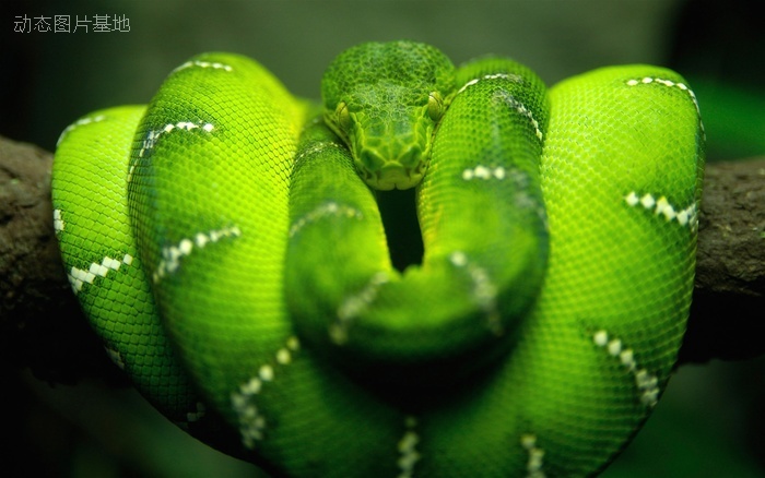 图片描述：毒蛇，活蛇,尺寸：2560X1600px 