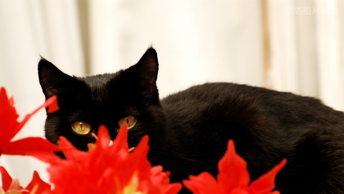 图片描述：黑色猫,尺寸：1920X1080px 