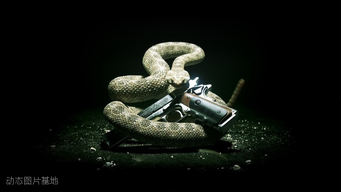 图片描述：毒蛇，活蛇,尺寸：1920X1080px 