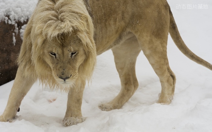 图片描述：狮子，雪景，动物狮子,尺寸：1920X1200px 