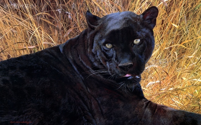 图片描述：黑豹,尺寸：2560X1600px 