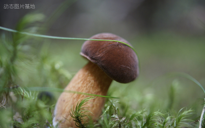 图片描述：蘑菇,尺寸：1920X1200px 