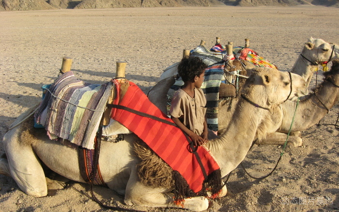 图片描述：骆驼，沙漠,尺寸：2560X1600px 
