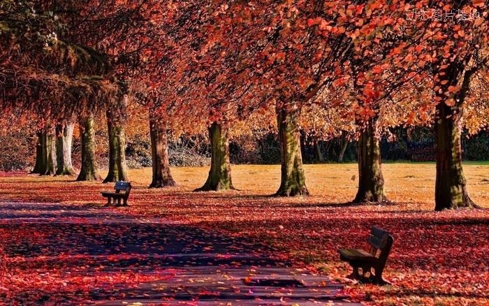 图片描述：[秋天，黄叶，唯美，树林，林荫小道,尺寸：1920X1200px 