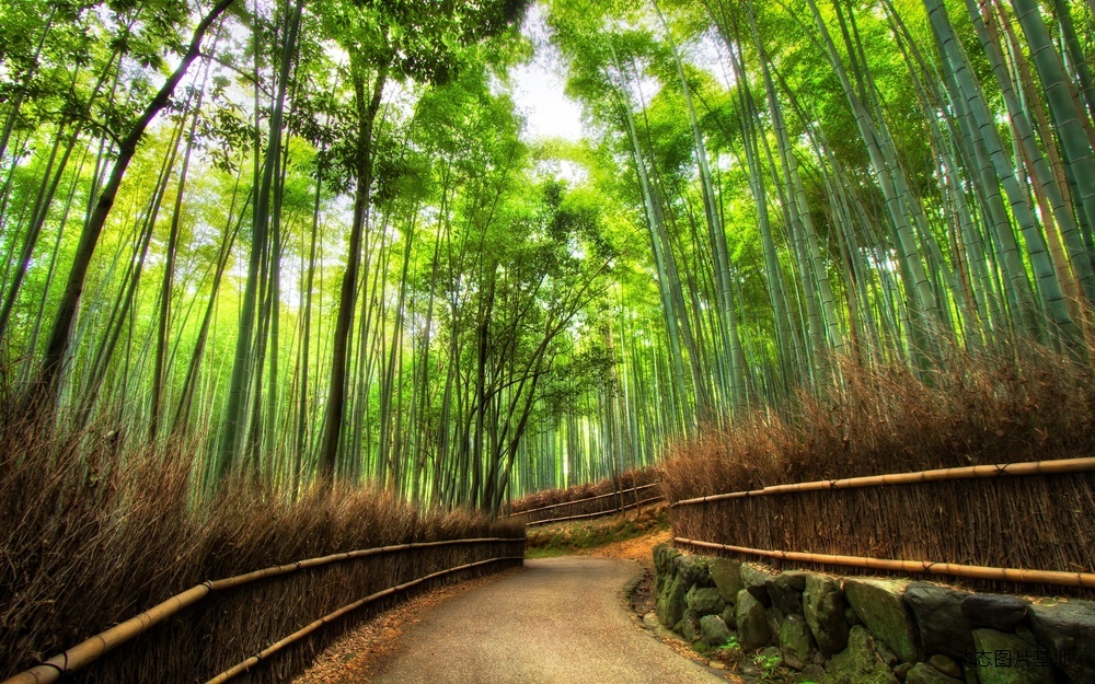 图片描述：竹子，绿竹，熊猫，国宝，竹林,尺寸：2560X1600px 