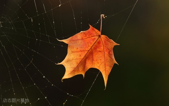 图片描述：蜘蛛网，枫叶,尺寸：1920X1200px 