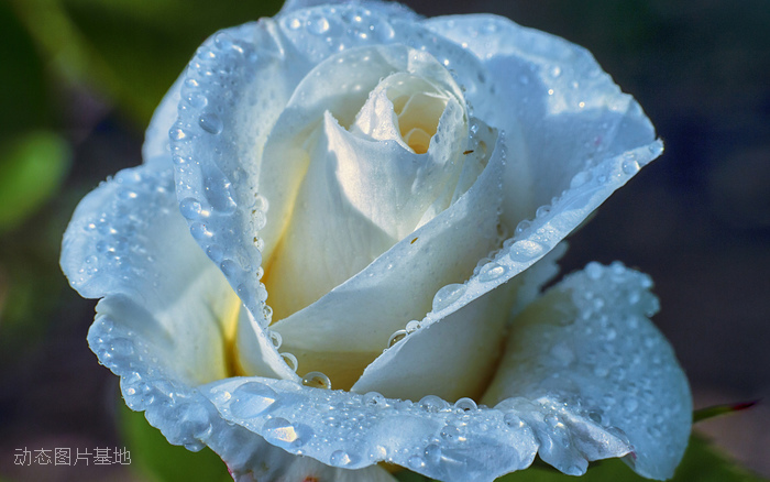 图片描述：玫瑰花，玫瑰，白玫瑰,尺寸：1920X1200px 