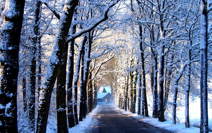 图片描述：雪景，树林，路图片，道路，林荫小道,尺寸：2560X1600px 