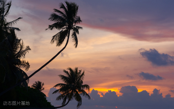 图片描述：椰子树，风景，马尔代夫，海边,尺寸：2560X1600px 