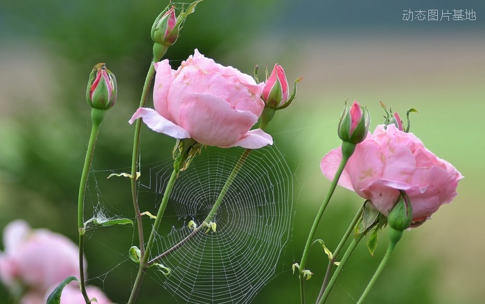 图片描述：蜘蛛网，玫瑰花，玫瑰,尺寸：2560X1600px 