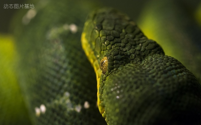 图片描述：毒蛇，活蛇,尺寸：1920X1200px 